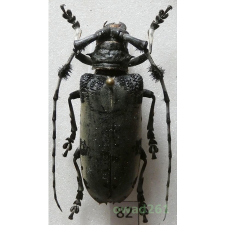 Aristobia voeti Breuning & Itzinger, 1943 40mm Thailand82